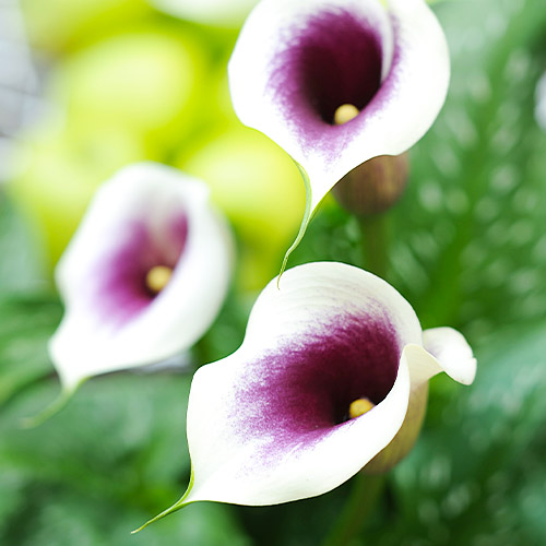 Zantedeschia (Calla) Picasso - for Sale Zantedeschia (Calla) Picasso