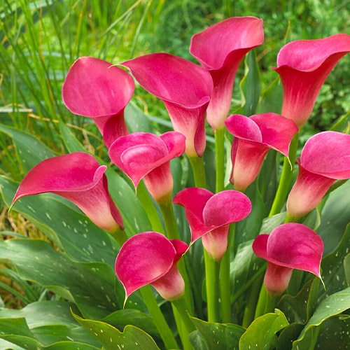 Calla Lily (Zantedeschia) Pink Jewel - for Sale Calla Lily (Zantedeschia) Pink Jewel