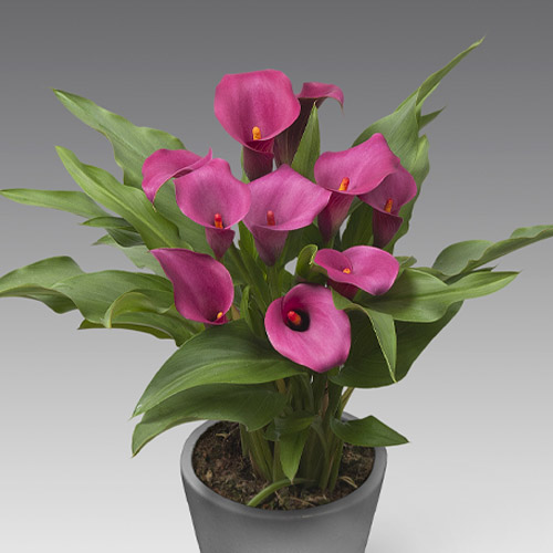 Zantedeschia (Calla) Santa Fe - for Sale Zantedeschia (Calla) Santa Fe