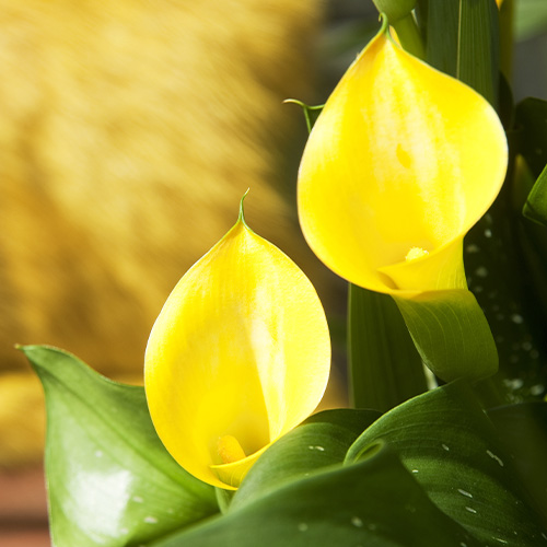 Zantedeschia (Calla) Summer Sun - for Sale Zantedeschia (Calla) Summer Sun