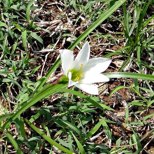 Zephyranthes candida - for Sale Zephyranthes candida