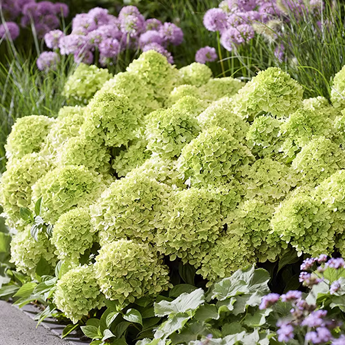 Hydrangea (Hortensia) Paniculata Little Apple - for Sale Hydrangea (Hortensia) Paniculata Little Apple
