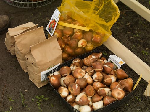 Bulbs packed in paper bags