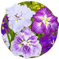Iris Ensata (Iris japonais)