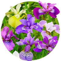 Iris vivaces