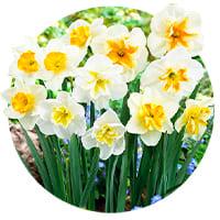 Papillon Narcissus Zwiebeln