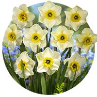 Kleinblütige Narcissus Zwiebeln