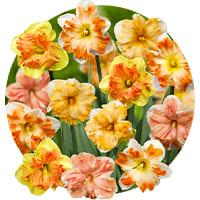 Split-Corona Daffodils and Narcissus