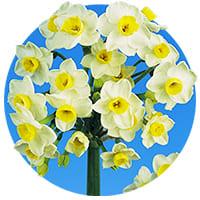 Tazetta Narcissus Zwiebeln