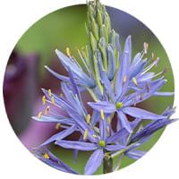 Camassia (Hyacinthes sauvages)