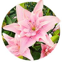 Double Flowering Lilies