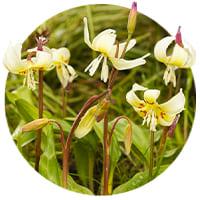 Erythronium (Trout Lily)