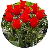 Tulipes Greigii