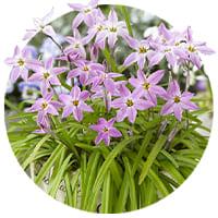 Ipheion Uniflorum (Flores de estrella)