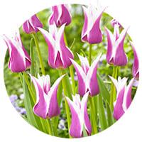 Tulipanes de flor de lis
