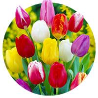 Tulipes précoces simples