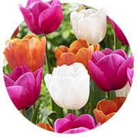 Tulipanes individuales tardíos