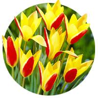 Especies de Tulipanes