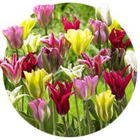 Tulipanes Viridiflora