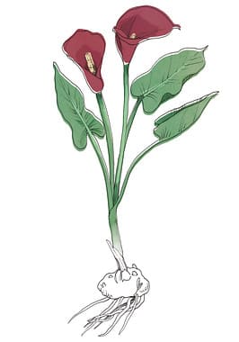 Drawing of Calla bulb and flower