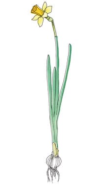 Drawing of Daffodil bulb and flower