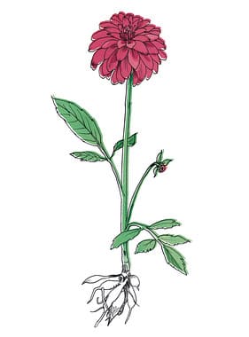 Tegning af Dahlia løg og blomst