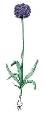 Drawing of Allium bulb and flower
