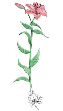 Drawing of Lilium bulb and flower
