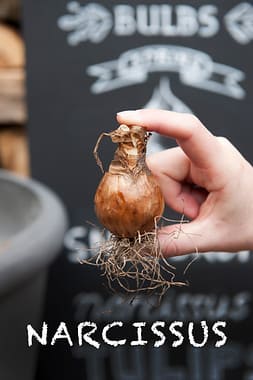 Dry narcissus and daffodil bulbs