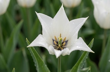 DUTCH-BULBS.COM