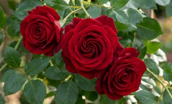Ewige Rosen Pflanzen kaufen