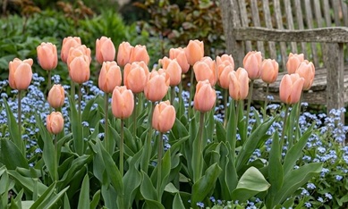 DUTCH-BULBS.COM
