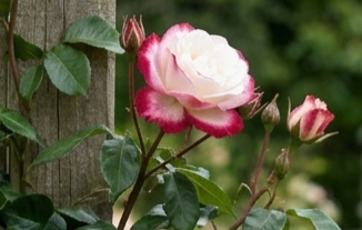 Winterharte Rosen kaufen