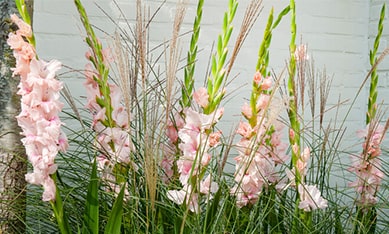 Gladiolus deliver, order Gladiolus bulbs online