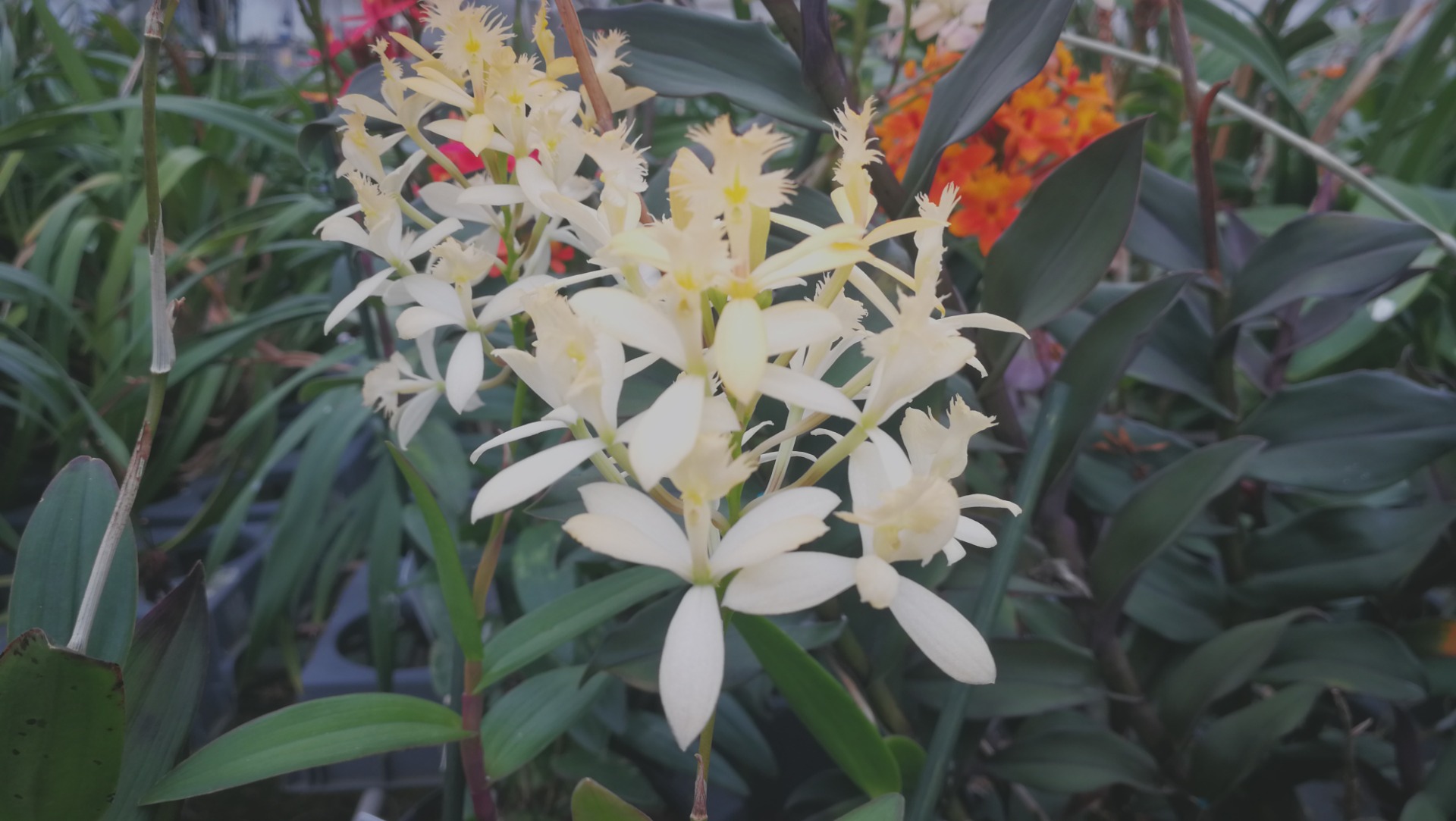 orchidées bijou