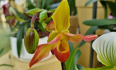 comprar bulbos de orquídeas, Holanda