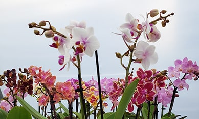comprar bulbos de orquídeas online