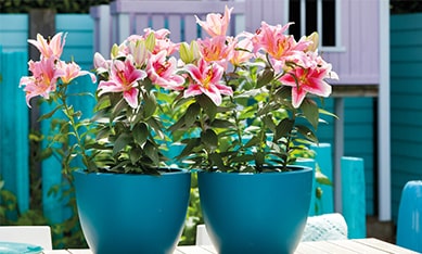 buy lilies in a pot online