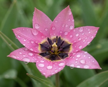 DUTCH-BULBS.COM