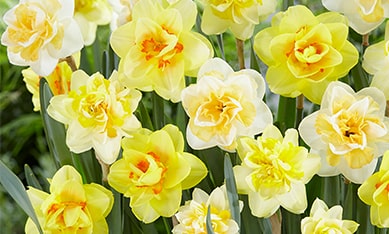 Apodanthus Daffodils and Narcissus