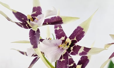 Beallara Orchids