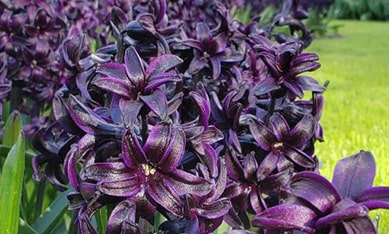 Black Hyacinths