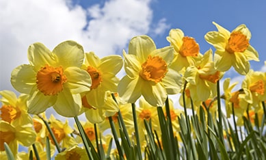 Botanical Daffodils and Narcissus