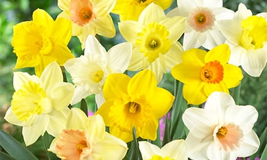 Bulbocodium Daffodils and Narcissus