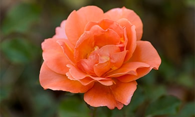 Climbing Roses order Holland Climbing Rose bulbs, buy Climbing Rose bulbs online
