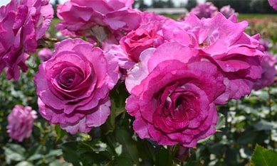 Climbing Roses order Holland Climbing Rose bulbs, buy Climbing Rose bulbs online
