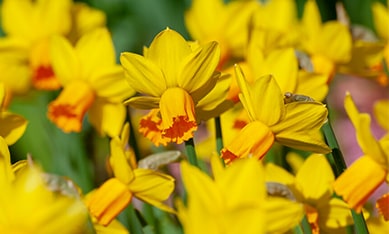 Collections Daffodils and Narcissus