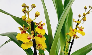 Colmanara Orchids