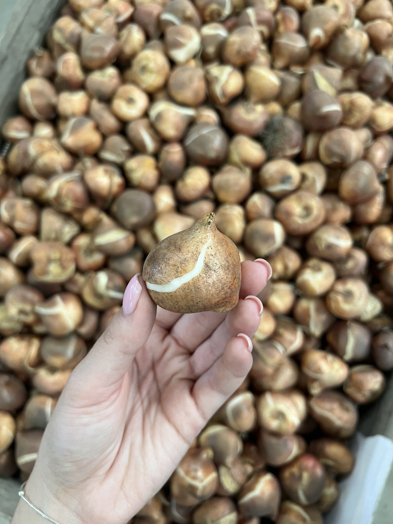 Una mano tiene un bulbo di tulipano davanti a una cassetta di bulbi
