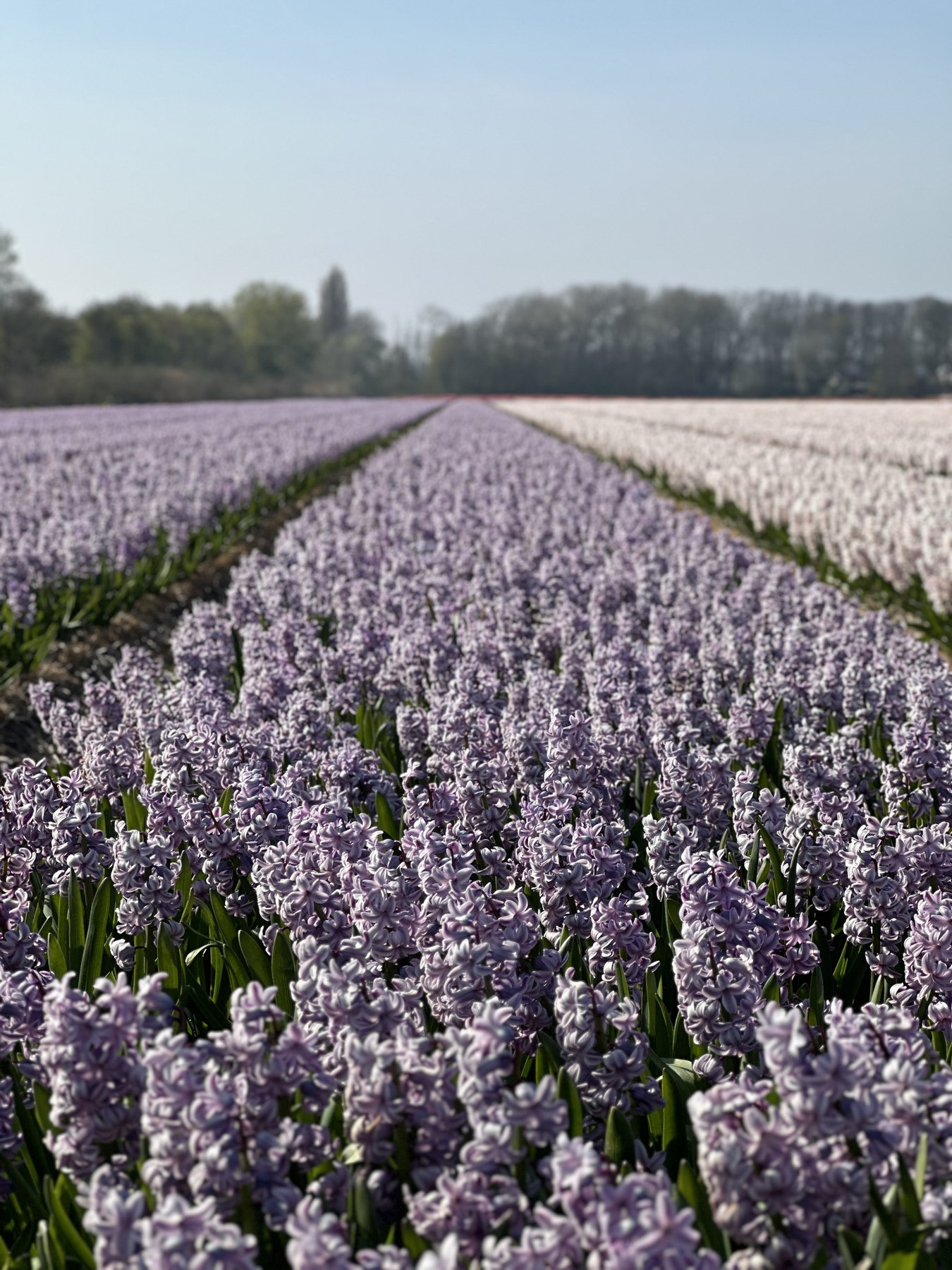 File di giacinti lilla e bianchi in un campo fiorito olandese